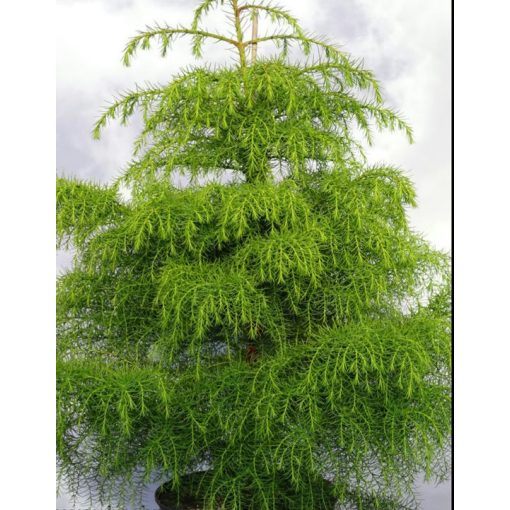 Cryptomeria japonica Elegans Viridis - Japánciprus