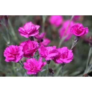 Dianthus plumarius Warden Hybrid - Tollas szegfű