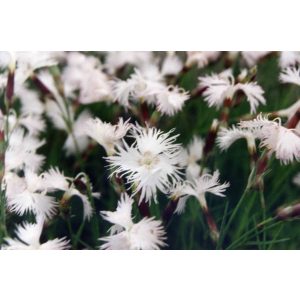 Dianthus spiculifolius - Tűlevelű szegfű