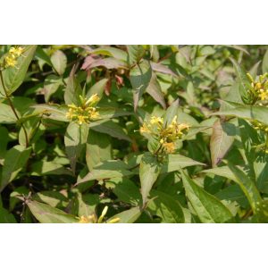 Diervilla sessilifolia - Kénszínű sárgalonc