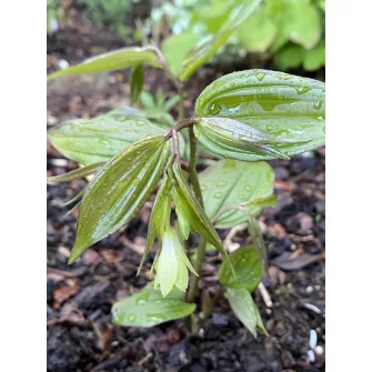 Tündérharang (Disporum)