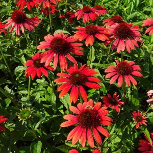 Echinacea purpurea Fountain Red - Kasvirág