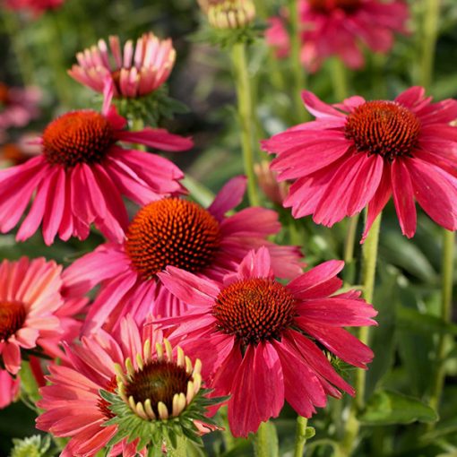 Echinacea purpurea Meditation Cerise - Kasvirág