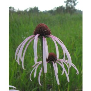 Echinacea simulata - Kasvirág