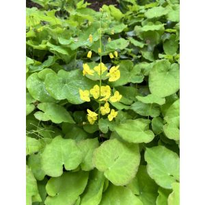 Epimedium pinnatum colchicum  - Püspöksüveg