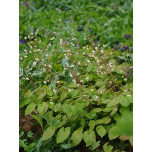 Epimedium pubigerum  - Püspöksüveg