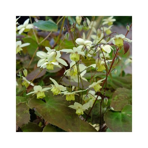 Epimedium versicolor Neosulphureum  - Püspöksüveg