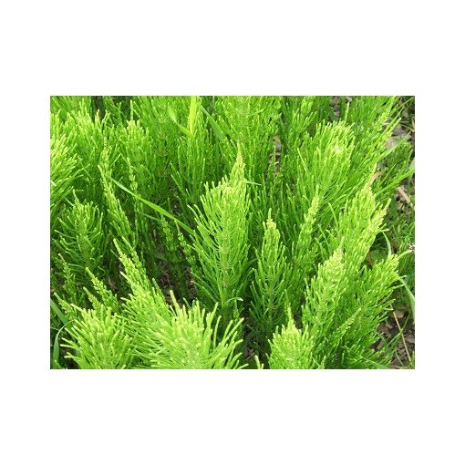 Equisetum arvense