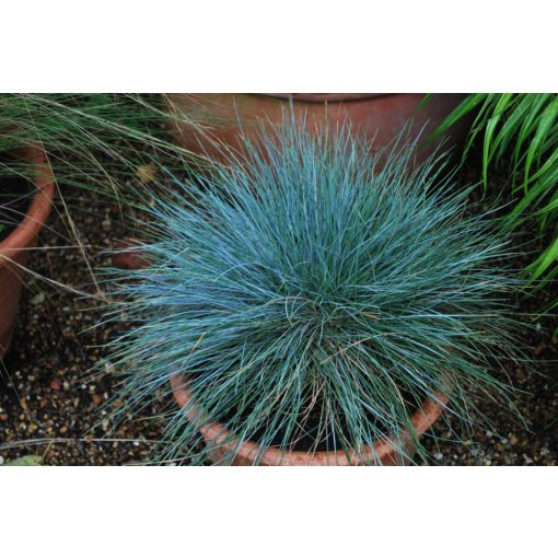 Festuca glauca Blaufuchs - Csenkesz