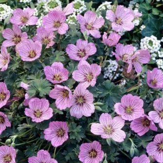 Gólyaorr (Geranium)