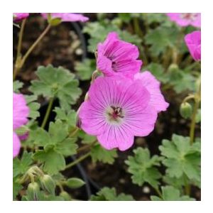 Geranium cinereum Penny Lane - Gólyaorr