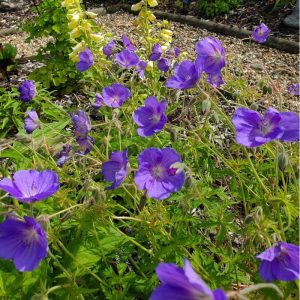 Geranium Eureka Blue - Gólyaorr