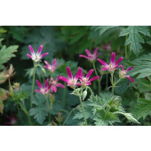 Geranium oxonianum Thurstonianum - Gólyaorr