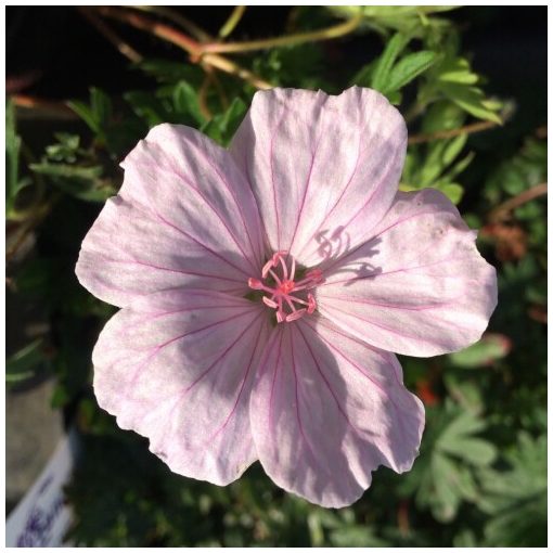 Geranium sanguineum Pink Summer - Gólyaorr