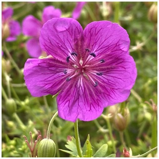 Geranium Starman - Gólyaorr