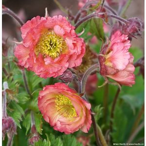 Geum Bell Bank - Gyömbérgyökér