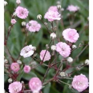 Gypsophila repens Pink Star - Kúszó fátyolvirág