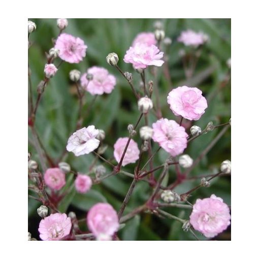 Gypsophila repens Pink Star - Kúszó fátyolvirág