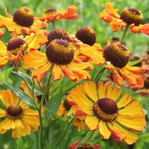 Helenium Rauchtopaz - Napfényvirág