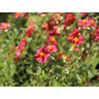 Napvirág (Helianthemum)