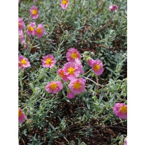 Helianthemum Rhodanthe Carneum - Napvirág