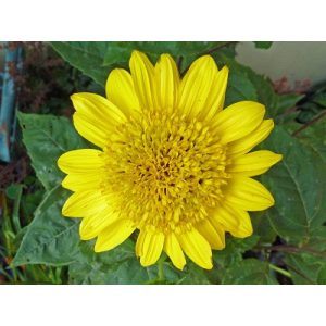 Helianthus decapetalus Plenus - Sokvirágú dísznapraforgó