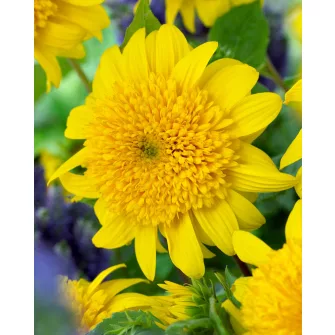 Napraforgó (Helianthus)