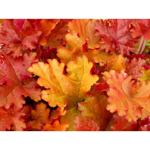 Heuchera Amber Sea - Tűzgyöngyvirág