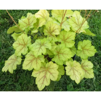 Tűzgyöngyvirág (Heuchera)