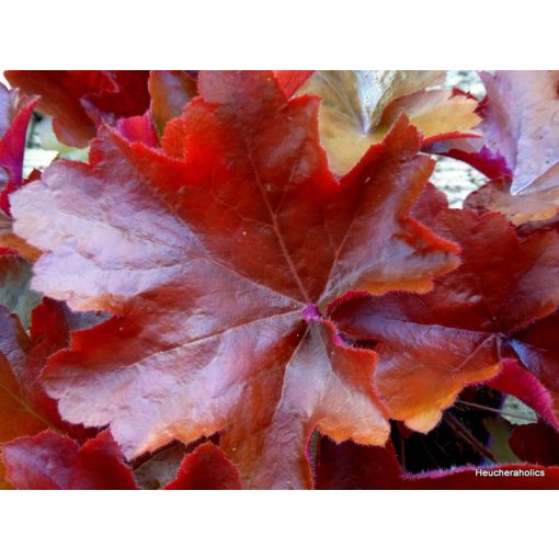 Heuchera Maple Leaf - Tűzgyöngyvirág