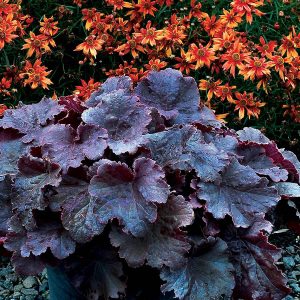 Heuchera Northern Exposure Black - Tűzgyöngyvirág