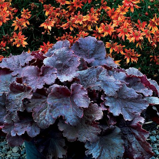 Heuchera Northern Exposure Black - Tűzgyöngyvirág