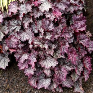 Heuchera Northern Exposure Purple - Tűzgyöngyvirág