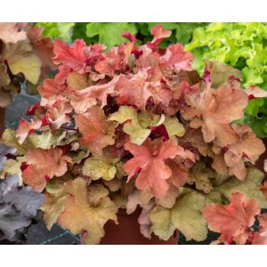 Heuchera Rex Dark Amber - Tűzgyöngyvirág