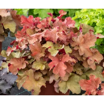 Tűzgyöngyvirág (Heuchera)
