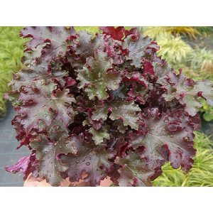 Heuchera World Caffé Lungo - Tűzgyöngyvirág
