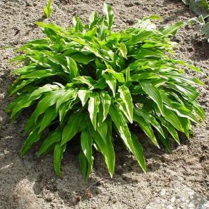 Hosta 'Green Bag'