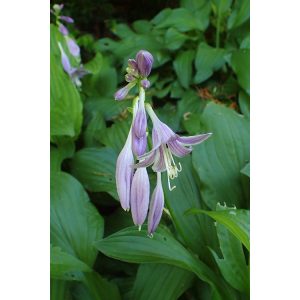 Hosta sieboldii