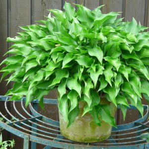 Hosta sieboldii 'Harry van Trier'