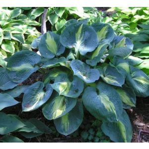 Hosta 'Thunderbolt'