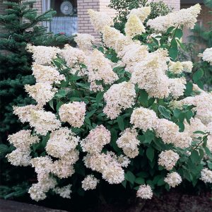 Hydrangea paniculata Grandiflora - Bugás hortenzia