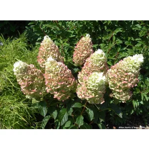Hydrangea paniculata Silver Dollar - Bugás hortenzia