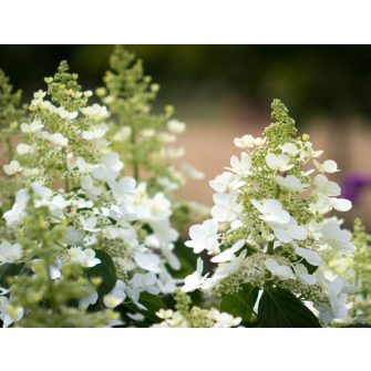 Hortenzia (Hydrangea)