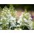 Hydrangea paniculata Tardiva - Bugás hortenzia