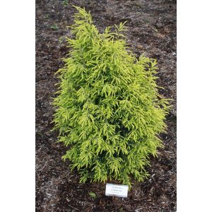 Juniperus chinensis Gold Cone - Kínai boróka