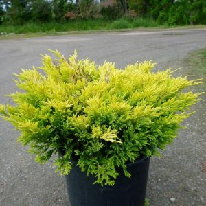 Juniperus horizontalis Limeglow - Henye boróka