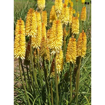 Fáklyaliliom (Kniphofia)