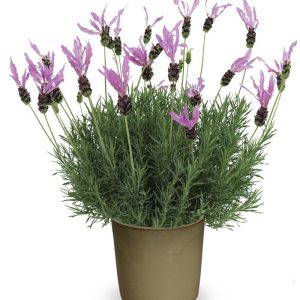   Lavandula stoechas pedunculata (= Papillon) - Francia levendula