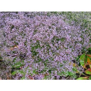   Limonium latifolium Blauer Diamant - Széleslevelű sóvirág