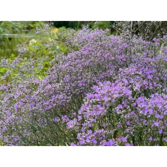Sóvirág (Limonium)